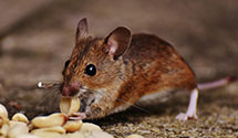 24 Hour & Emergency Exterminators in Valley Of Enchantment, CA